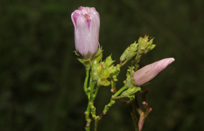 Figura 23. Planta hospedera de larva <i>Nepheloleuca illiturata</i></i> (Geometridae), <i>Ipomoea trifida</i></i>, (Convolvulaceae), flores. Foto Dinia Martinez, 4 octubre 2020.