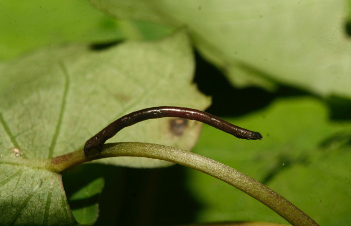 Figura 2. Lateral entero <i>Nepheloleuca illiturata</i></i> (Geometridae). Sector Pitilla, Medrano, (elevación 380 metros). Colectada 15 febrero 2014. (14-SRNP-70374-DHJ722003.jpg).