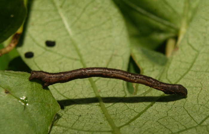 Figura 3. Lateral entero <i>Nepheloleuca illiturata</i></i> (Geometridae). Sector Pitilla, Medrano, (elevación 380 metros). Colectada 15 febrero 2014. (14-SRNP-70374-DHJ722011.jpg).