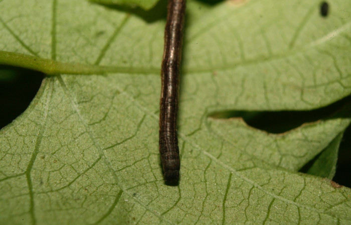 Figura 4. Cabeza <i>Nepheloleuca illiturata</i></i> (Geometridae). Sector Pitilla, Medrano, (elevación 380 metros). Colectada 15 febrero 2014. (14-SRNP-70374-DHJ722007.jpg).