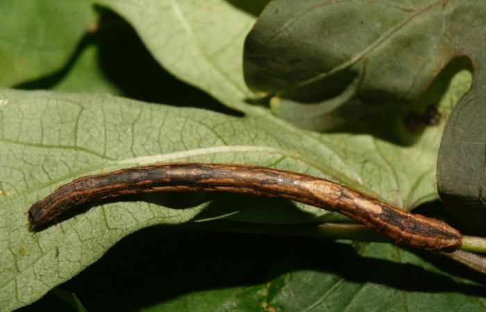 Figura 5. Dorsal entero <i>Nepheloleuca illiturata</i></i> (Geometridae). Sector Pitilla, Medrano, (elevación 380 metros). Colectada 15 febrero 2014. (14-SRNP-70374-DHJ722033.jpg).