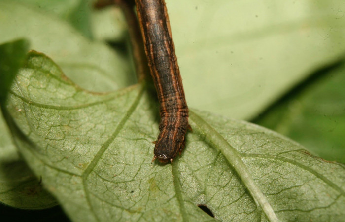 Figura 6. Cabeza <i>Nepheloleuca illiturata</i></i> (Geometridae). Sector Pitilla, Medrano, (elevación 380 metros). Colectada 15 febrero 2014. (14-SRNP-70374-DHJ722037.jpg).