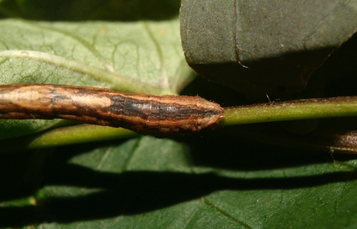 Figura 7. Parte posterior <i>Nepheloleuca illiturata</i></i> (Geometridae). Sector Pitilla, Medrano, (elevación 380 metros). Colectada 15 febrero 2014. (14-SRNP-70374-DHJ722031.jpg).