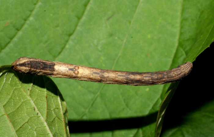 Figura 8. Dorsal entero <i>Nepheloleuca illiturata</i></i> (Geometridae). Sector Del Oro, Quebrada Trigal, (elevación 290 metros). Colectada 11 agosto 2012. (12-SRNP-21521-DHJ493316.jpg).