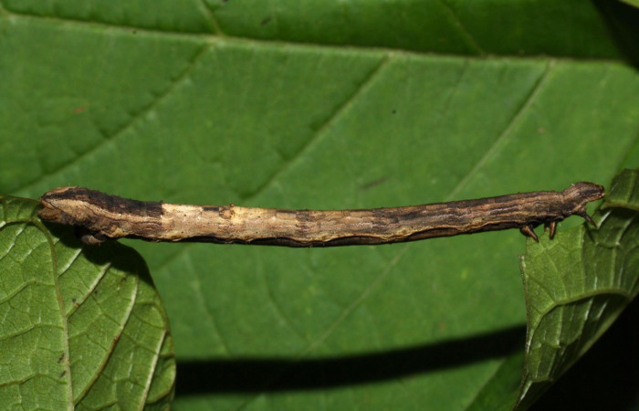 Figura 9. Lateral entero <i>Nepheloleuca illiturata</i></i> (Geometridae). Sector Del Oro, Quebrada Trigal, (elevación 290 metros). Colectada 11 agosto 2012. (12-SRNP-21521-DHJ493315.jpg).