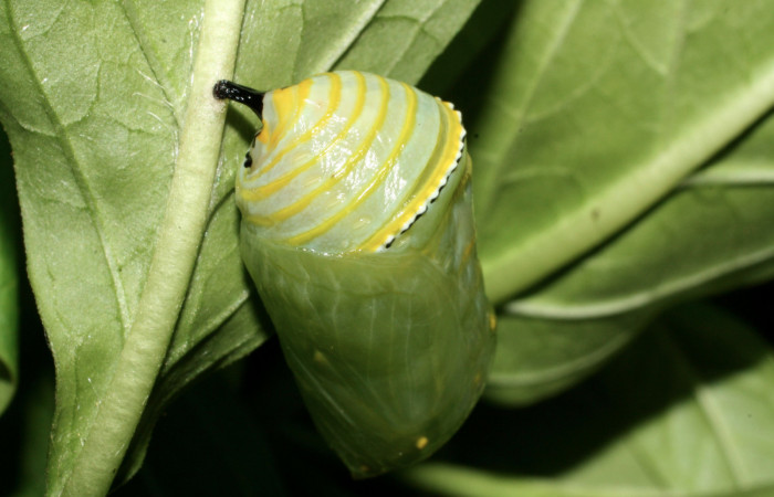 Fig. 10 Pupa <i>Danaus plexippus</i></i> (Nymphalidae). Los Almendros Sector El Hacha,13-SRNP-21113-DHJ493592.