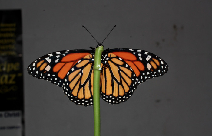 Figura 2. Vista ventral del macho adulto <i>Danaus plexippus</i></i>(Nymphalidae), Los Almendros Sector El Hacha 290m. 13-SRNP-20948-DHJ493590.