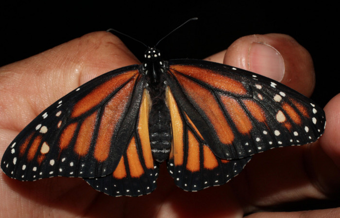 Fig. 3 Vista dorsal hembra recien eclosionada de <i>Danaus plexippus</i></i>(Nymphalidae) Los Almendros Sector El Hacha 290m. 13-SRNP-21212-DHJ493669.