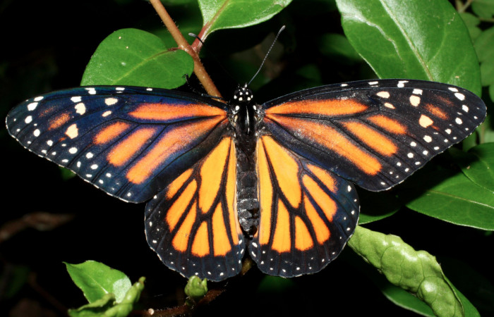 Fig. 4 Vista dorsal hembra con las alas mas extendidas <i>Danaus plexippus</i></i> (Nymphalidae), Los Almendros, Sector El Hacha 290m. 13-SRNP-21212-DHJ493670.