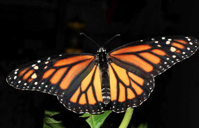 Fig. 5 Vista dorsal hembra <i>Danaus plexippus</i></i>(Nymphalidae), Los Almendros, Sector El Hacha 290m. 13-SRNP-21212-DHJ493668.