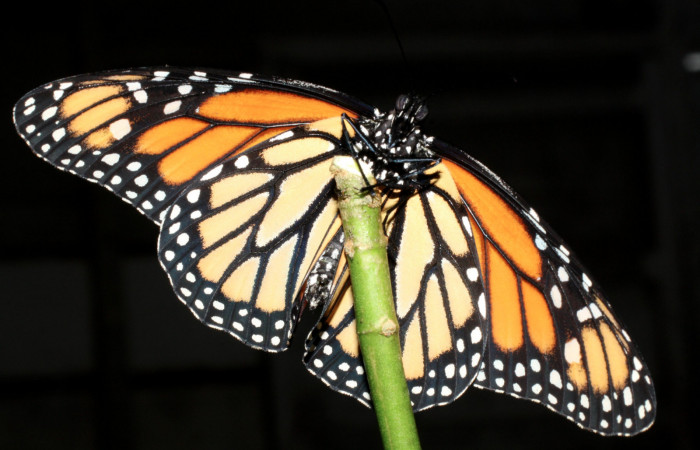 Fig. 7 Huevo de larva <i>Danaus plexippus</i></i> (Nymphalidae), Los Almendros, Sector El Hacha 290m. 13-SRNP-21416-DHJ493695.
