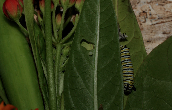 Fig 8. Larva <i>Danaus plexippus</i></i> en ultimo estadio Los Almendros, Sector El Hacha, 290m. 13-.SRNP-22024-DHJ493732.