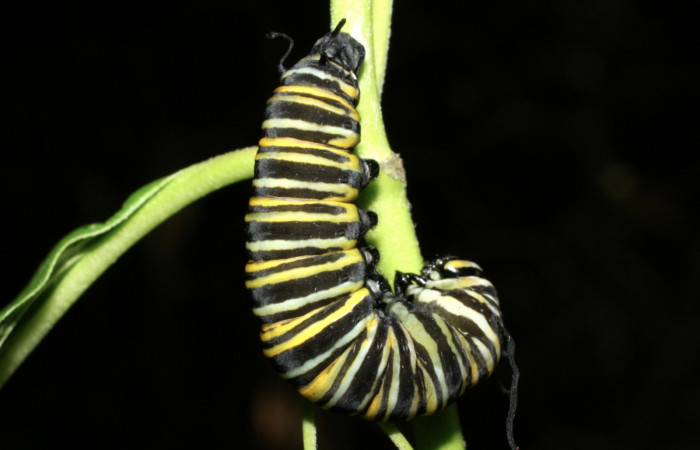 Fig.9 Prepupa <i>Danaus plexippus</i></i> Nymphalidae, Los Almendros, Sector El Hacha, 13-SRNP-20948-DHJ493591.