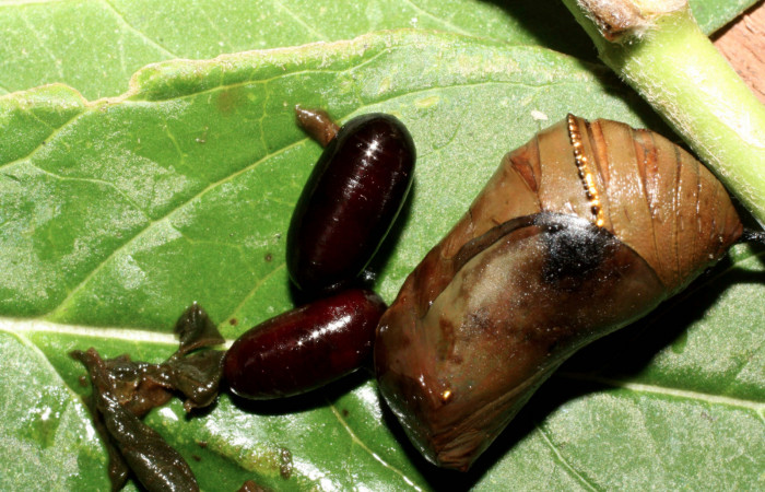 Fig 11. Puparias de (Tachinidae), salió pupa <i>Danaus plexippus</i></i> Los Almendros, Sector El Hacha, 290m.13-SRNP-21325-IMG_8890.