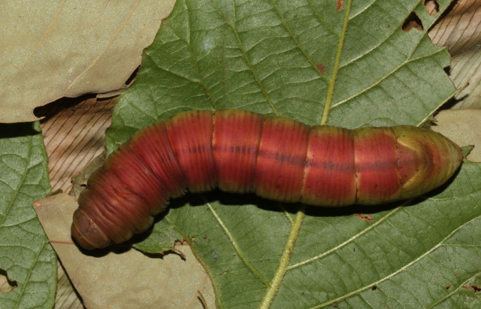 Figura 12. Prepupa en posición dorsal de <i>Pachylia</i></i> darcetaDHJ02 (Sphingidae). Sector Pitilla,  Sendero Naciente. Voucher 17-SRNP-31478-DHJ739152.jpg.