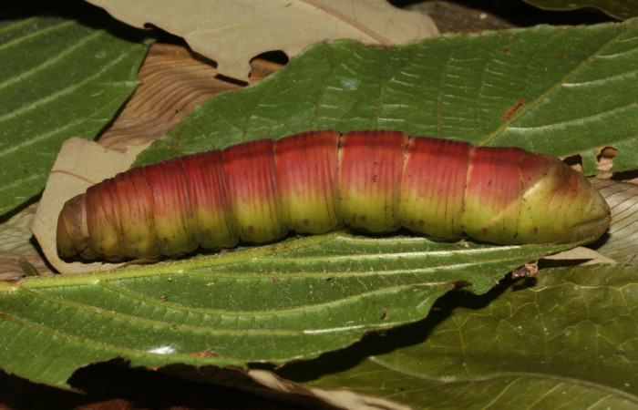 Figura 13. Prepupa en posición lateral de <i>Pachylia</i></i> darcetaDHJ02 (Sphingidae). Sector Pitilla,  Sendero Naciente. Voucher 17-SRNP-31478-DHJ739153.jpg.