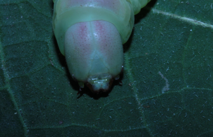 Figura 14. Cabeza en posición frontal de <i>Pachylia</i></i> darcetaDHJ02 (Sphingidae). Sector Pitilla,  Sendero Naciente. Voucher 14-SRNP-30517-DHJ720685.jpg.