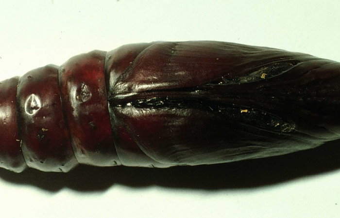 Figura 15. Pupa en posición ventral entero de <i>Pachylia darceta</i></i> (Sphingidae). Sector Cacao,  SQuebrada Florcita. Voucher 98-SRNP-3241-DHJ44756.jpg.
