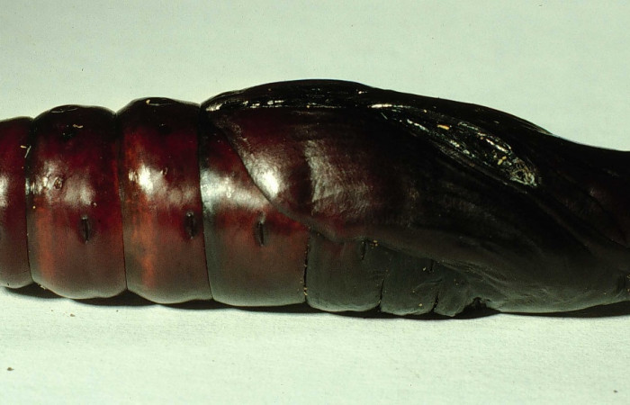 Figura 16. Pupa en posición lateral entero de <i>Pachylia darceta</i></i> (Sphingidae). Sector Cacao,  Quebrada Florcita. Voucher 98-SRNP-3241-DHJ44757.jpg.