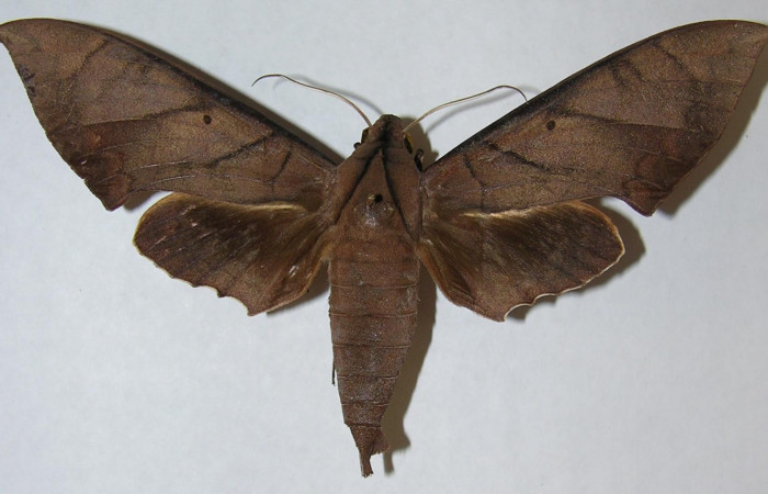 Figura 19. Adulto macho en posición dorsal de <i>Pachylia</i></i> darcetaDHJ02 (Sphingidae). Sector San Cristóbal,  Estacion San Gerardo. Voucher 06-SRNP-5803-DHJ347348.