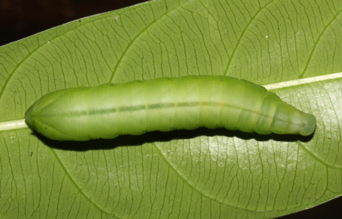 Figura 2. Larva en posición dorsal entero de <i>Pachylia</i></i> darcetaDHJ02 (Sphingidae), PPU estadio. Sector Pitilla, Sendero Naciente. Voucher 17-SRNP-31478-DHJ739039.jpg.