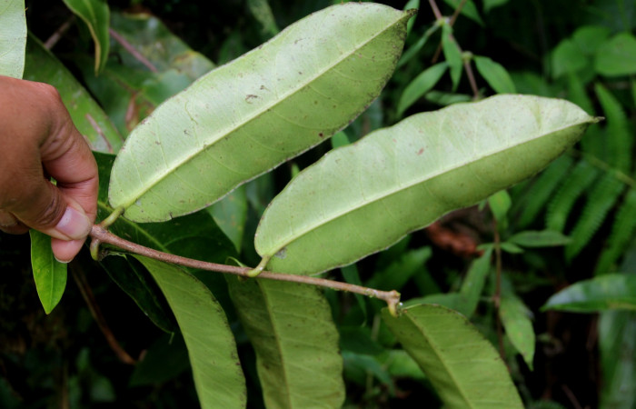 Figura 22. <i>Allomarkgrafia plumeriiflora</i></i> (Apocynaceae),planta hospedera de <i>Pachylia darceta</i></i> (Sphingidae). Sector San Cristóbal, Sendero Huerta. Foto, Carolina Cano, 3 Octubre 2018.