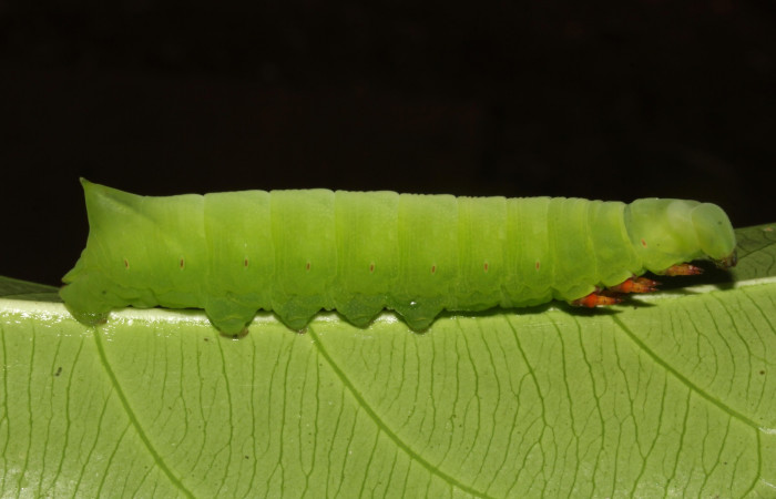 Figura 3. Larva en posición lateral entero de <i>Pachylia</i></i> darcetaDHJ02 (Sphingidae), PPU estadio. Sector Pitilla, Sendero Naciente. Voucher 17-SRNP-31478-DHJ739038.jpg.

