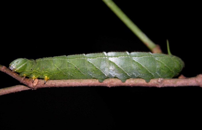Figura 5. Larva en posición lateral de <i>Pachylia darceta</i></i> (Sphingidae), U estadio. Sector Del Oro,  Chon. Voucher 03-SRNP-15990-DHJ400991.jpg.
