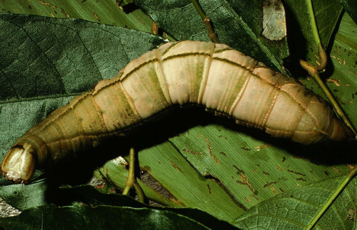 Figura 6. Larva en posición dorsal entero de <i>Pachylia darceta</i></i> (Sphingidae), U estadio. Sector Cacao,  Quebrada Florcita. Voucher 98-SRNP-3241-DHJ44755.jpg.