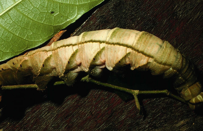 Figura 7. Larva en posición lateral entero de <i>Pachylia darceta</i></i> (Sphingidae), U estadio. Sector Cacao,  Quebrada Florcita. Voucher 98-SRNP-3241-DHJ44747.jpg.