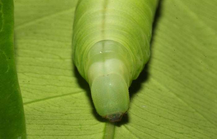 Figura 8. Cabeza en posición frontal de <i>Pachylia</i></i> darcetaDHJ02 (Sphingidae), U estadio. Sector Pitilla, Sendero Naciente. Voucher 17-SRNP-31478-DHJ739041.jpg.
