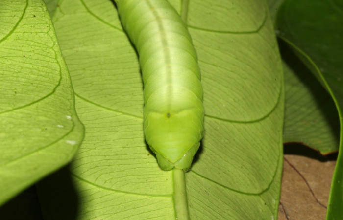 Figura 9. Cola en posición frontal de <i>Pachylia</i></i> darcetaDHJ02 (Sphingidae), U estadio. Sector Pitilla, Sendero Naciente. Voucher 17-SRNP-31478-DHJ739042.jpg.