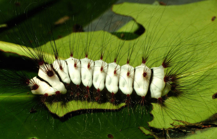 Figura 31. Larva <i>Megalopyge lanata</i></i> (Megalopygidae), último estadío (U) vista lateral, localidad Laguna El Limbo, Sector Santa Rosa ACG (2m). Voucher: 00-SRNP-15197-DHJ55680.jpg.