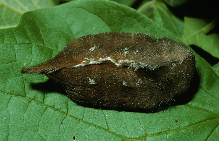 Figura 33. Larva <i>Megalopyge</i></i> Janzen03 (Megalopygidae), último estadío (U) vista dorsal, localidad Bosque San Emilio, Sector Santa Rosa ACG (300m). Voucher: 03-SRNP-14524-DHJ76382.jpg.