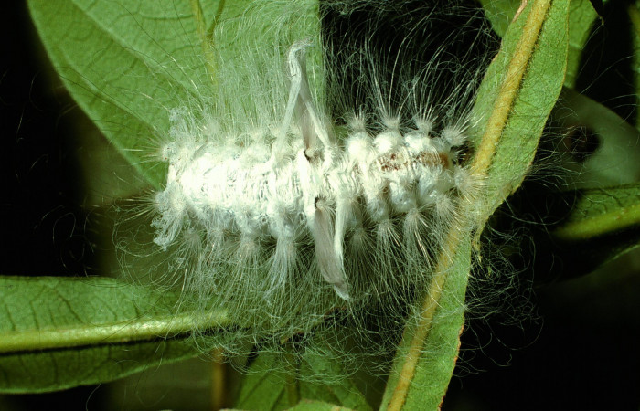 Figura 32. Larva <i>Megalopyge</i></i> Janzen06 (Megalopygidae), último estadío (U) vista dorsal, localidad Quebrada Megalopyge, Sector Santa Elena ACG (20m). Voucher: 03-SRNP-378-DHJ71606.jpg.