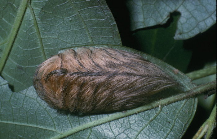 Figura 34. Larva <i>Megalopyge</i></i> Janzen07 (Megalopygidae), último estadío (U) vista dorsal, localidad Quebrada Otilio, Sector Cacao ACG (550m). Voucher: 04-SRNP-45198-DHJ83336.jpg.