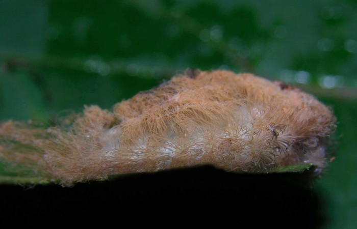 Figura 28. Larva <i>Megalopyge</i></i> dyariDHJ05 (Megalopygidae), penúltimo estadío (PU) vista lateral, localidad Loaciga, Sector Pitilla ACG (445m). Voucher: 05-SRNP-32062-DHJ404560.jpg.