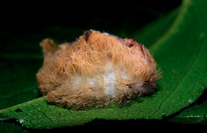 Figura 27. Larva <i>Megalopyge</i></i> dyariDHJ05 (Megalopygidae), penúltimo estadío (PU) vista lateral, localidad Loaciga, Sector Pitilla ACG (445m). Voucher: 05-SRNP-32062-DHJ404564.jpg.