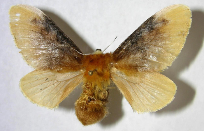 Figura 25. Adulto de <i>Megalopyge</i></i> dyariDHJ04 (Megalopygidae), hembra vista dorsal, localidad Estación Los Almendros, Sector El Hacha ACG (290m). Voucher: 06-SRNP-22521-DHJ359948.jpg.