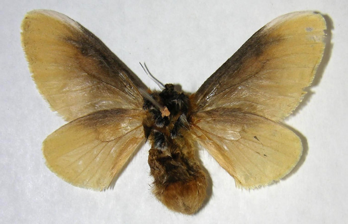 Figura 26. Adulto de <i>Megalopyge</i></i> dyariDHJ04 (Megalopygidae), hembra vista ventral, localidad Estación Los Almendros, Sector El Hacha ACG (290m). Voucher: 06-SRNP-22521-DHJ359949.jpg.