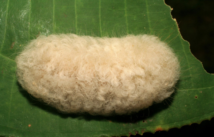 Figura 35. Larva <i>Megalopyge hina</i></i> (Megalopygidae), último estadío (U) vista dorsal, localidad Pasmompa, Sector Pitilla ACG (440m). Voucher: 06-SRNP-33102-DHJ416085.jpg.