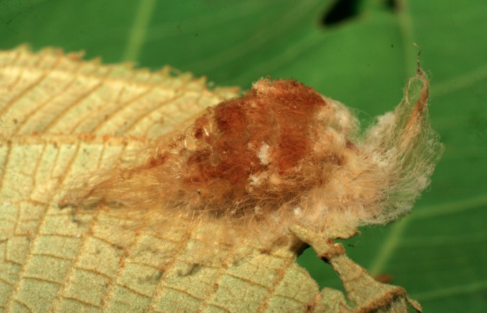 Figura 23. Larva <i>Megalopyge</i></i> dyariDHJ04 (Megalopygidae), penúltimo estadío (PU) vista lateral, localidad Amonias, Sector Pitilla ACG (390m). Voucher: 07-SRNP-32671-DHJ427056.jpg.