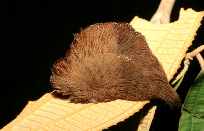 Figura 24. Larva <i>Megalopyge</i></i> dyariDHJ04 (Megalopygidae), último estadío (U) vista lateral, localidad Amonias, Sector Pitilla ACG (390m). Voucher: 07-SRNP-32672-DHJ426937.jpg.