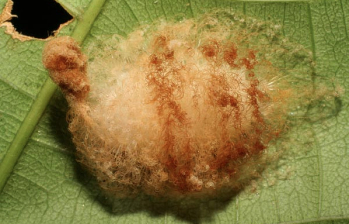 Figura 16. Larva <i>Megalopyge</i></i> dyariDHJ02 (Megalopygidae), penúltimo estadío (PU) vista dorsal, localidad San Lucas, Sector Rincón Rain Forest ACG (320m). Voucher: 07-SRNP-40171-DHJ418948.jpg.
