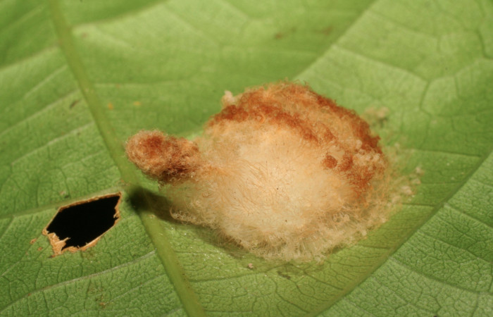 Figura 15. Larva <i>Megalopyge</i></i> dyariDHJ02 (Megalopygidae), penúltimo estadío (PU) vista lateral, localidad San Lucas, Sector Rincón Rain Forest ACG (320m). Voucher: 07-SRNP-40171-DHJ418950.jpg.