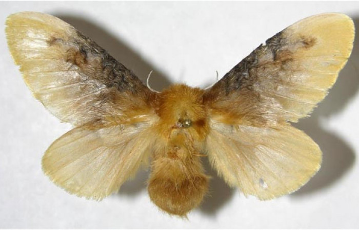 Figura 29. Adulto de <i>Megalopyge</i></i> dyariDHJ05 (Megalopygidae), vista dorsal, localidad Estación Caribe, Sector Rincón Rain Forest ACG (415m). Voucher: 07-SRNP-41930-DHJ381014.jpg.