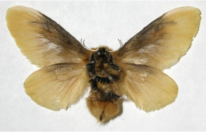 Figura 30. Adulto de <i>Megalopyge</i></i> dyariDHJ05 (Megalopygidae), vista ventral, localidad Estación Caribe, Sector Rincón Rain Forest ACG (415m). Voucher: 07-SRNP-41930-DHJ381015.jpg.