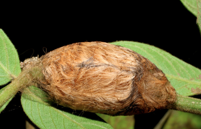 Figura 5. Larva <i>Megalopyge dyari</i></i> (Megalopygidae), formando capullo vista dorsal, localidad Vado Miramonte, Sector Mundo Nuevo ACG (305m). Voucher: 07-SRNP-60941-DHJ436883.jpg.