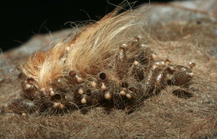 Figura 8. Restos de capullos de parásitos <i>Meteorus rubens</i></i> (Braconidae) que ataca <i>Megalopyge dyari</i></i> (Megalopygidae), localidad Río Blanco Abajo, Sector San Cristóbal ACG (500m). Voucher: 08-SRNP-136-DHJ453061.jpg.