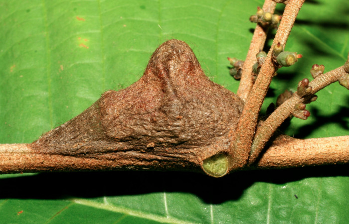 Figura 6. Capullo de <i>Megalopyge dyari</i></i> (Megalopygidae), vista lateral, localidad Estación Biològica Quica, Sector Pitilla ACG (470m). Voucher: 08-SRNP-72319-DHJ447233.jpg.